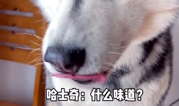 娱乐吃瓜酱哈士奇,揭秘哈士奇的那些事儿