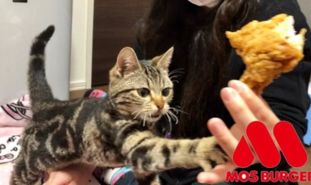 娱乐吃瓜小猫咪视频在线观看,小猫咪吃瓜视频,萌态十足,在线观看必笑