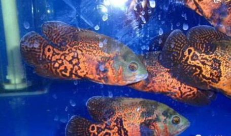 地图鱼,色彩斑斓的观赏鱼,热带水族箱的焦点