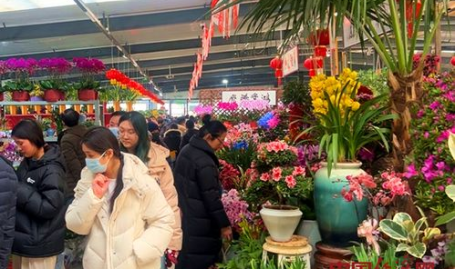 鲜花采购,品质与性价比的完美结合