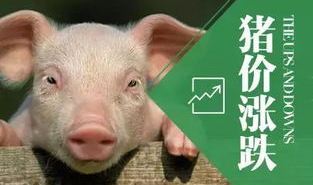 近日猪价,供需博弈下的市场动态分析”