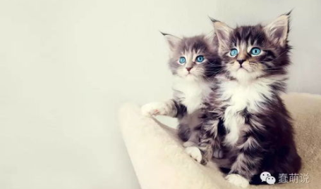 娱乐吃瓜酱小奶猫,揭秘娱乐圈那些不为人知的幕后故事